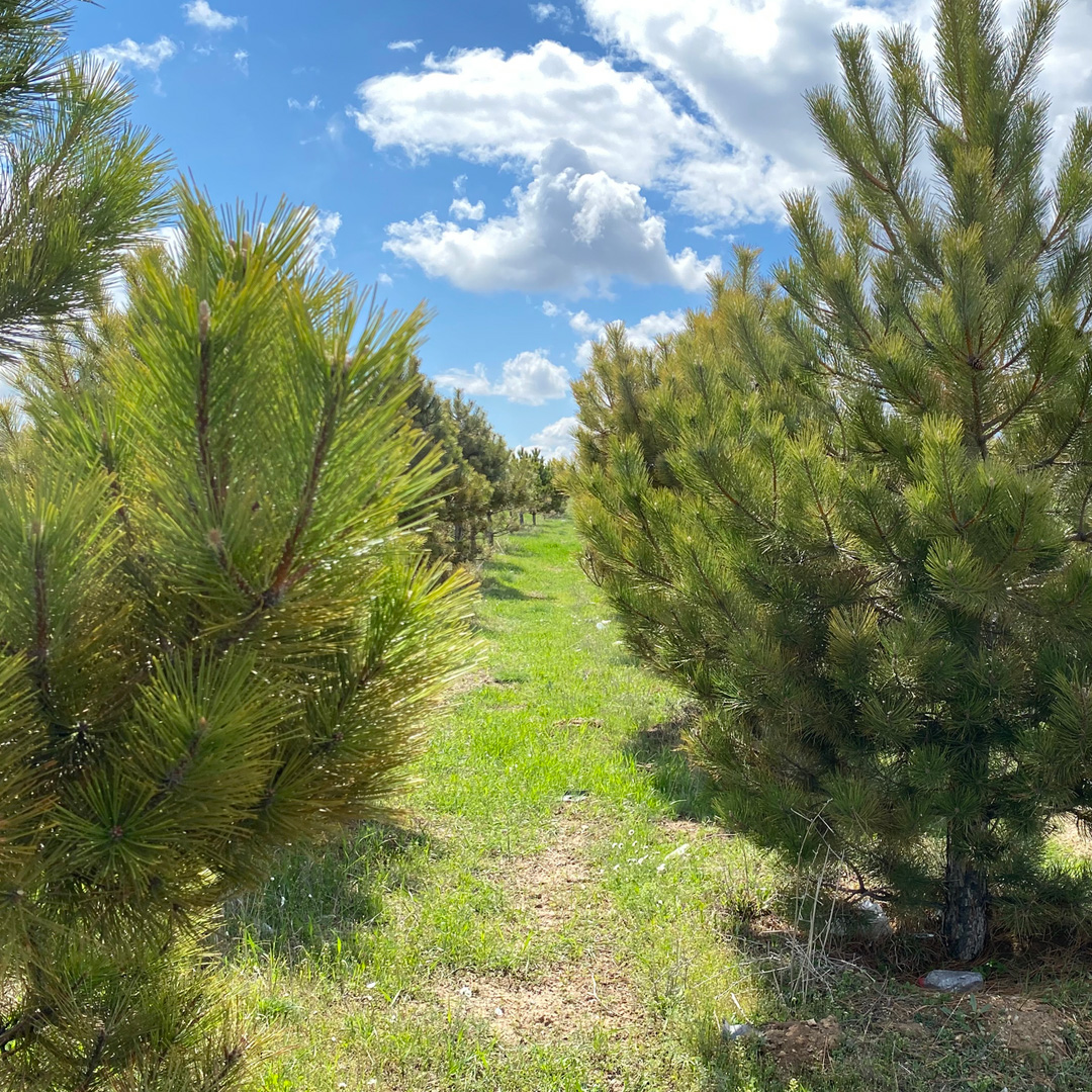 Evergreen Trees at Annie's Orchard