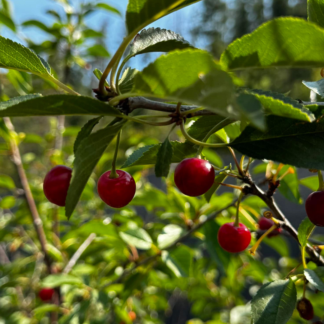 Fruit Trees at Annie's Orchard