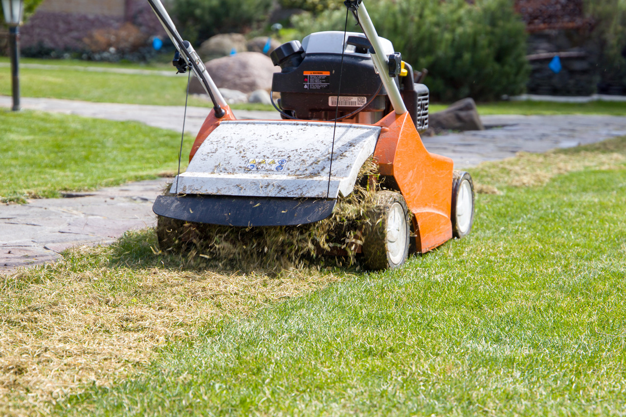 Lawn Dethatcher Rental