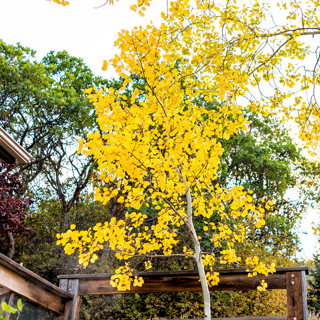 Idaho Native Trees at Annie's Orchard