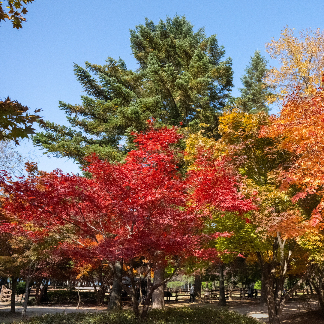 Specialty Trees at Annie's Orchard